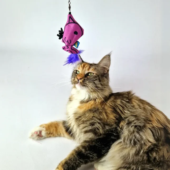BAM Catnip Magic Wand Bird met Tara - Maine Coon BAM Catnip Magic Wand Bird met Tara - Maine Coon