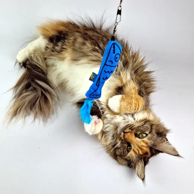 BAM Catnip Magic Wand Fish met Tara - Maine Coon BAM Catnip Magic Wand Fish met Tara - Maine Coon