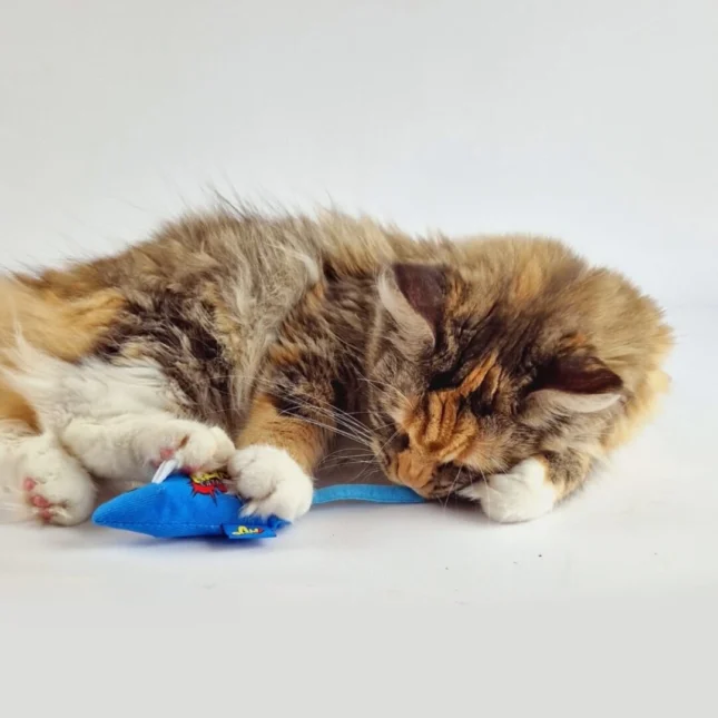 BAM Catnip Mouse Blue met Tara - Maine Coon BAM Catnip Mouse Blue met Tara - Maine Coon