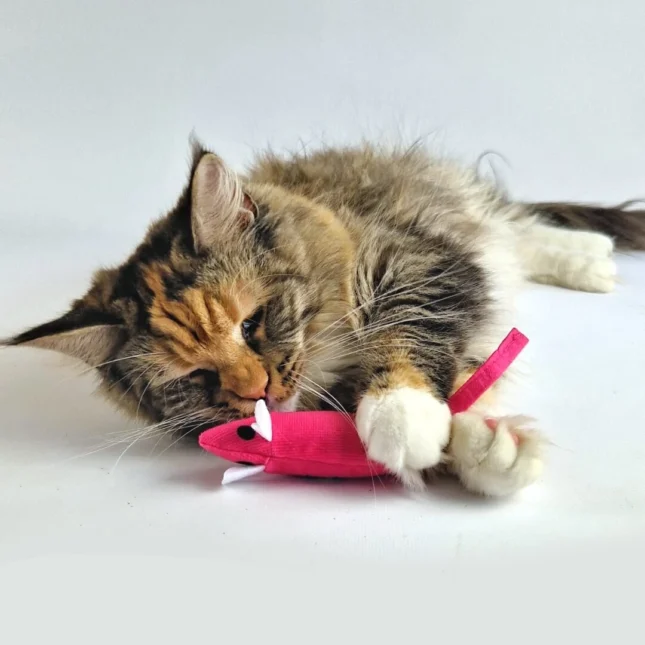 BAM Catnip Mouse Pink met Tara - Maine Coon BAM Catnip Mouse Pink met Tara - Maine Coon