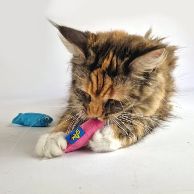 BAM Catnip Tiddler met Tara - Maine Coon BAM! Catnip kattenspeeltjes in alle formaten voor je kat