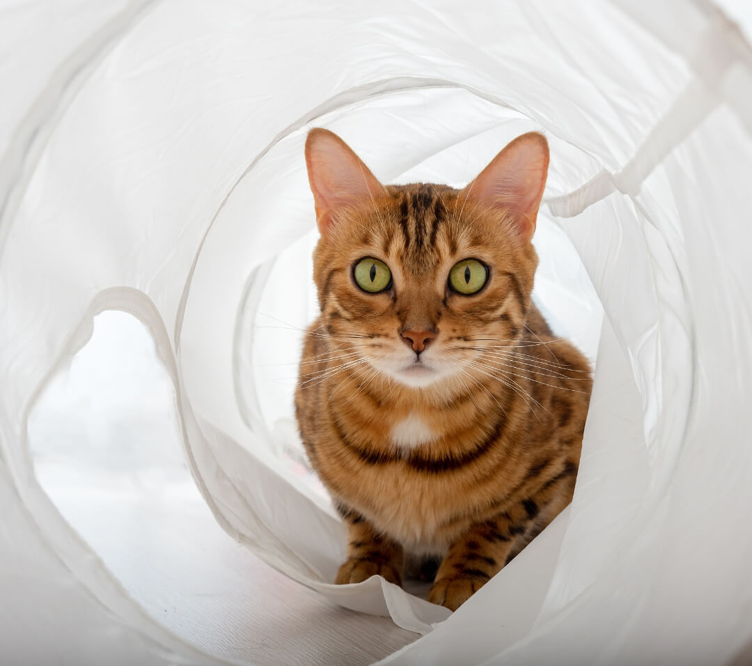 kat in een tunnel 