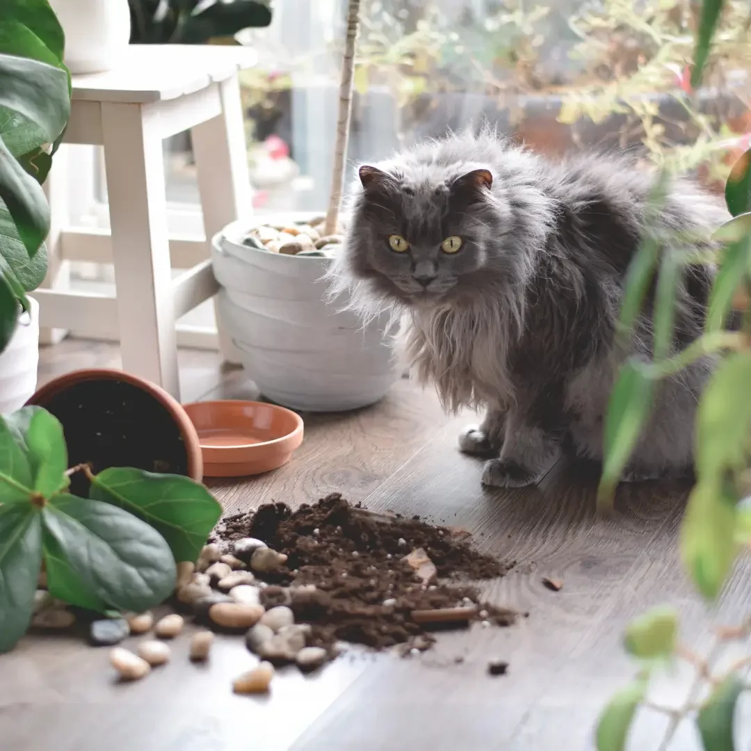 Kat verveelt zich dan ligt ondeugend gedrag op de loer