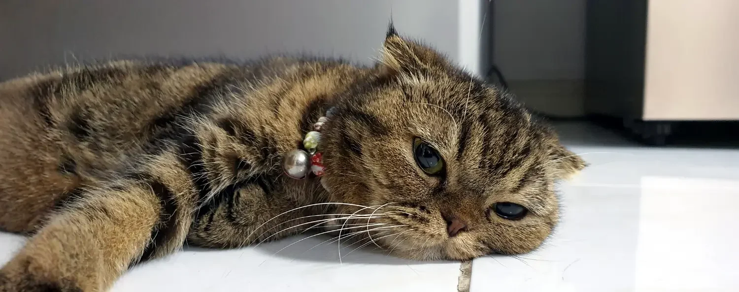 Wat doe je als je kat zich verveelt, tips en speeltjes die helpen