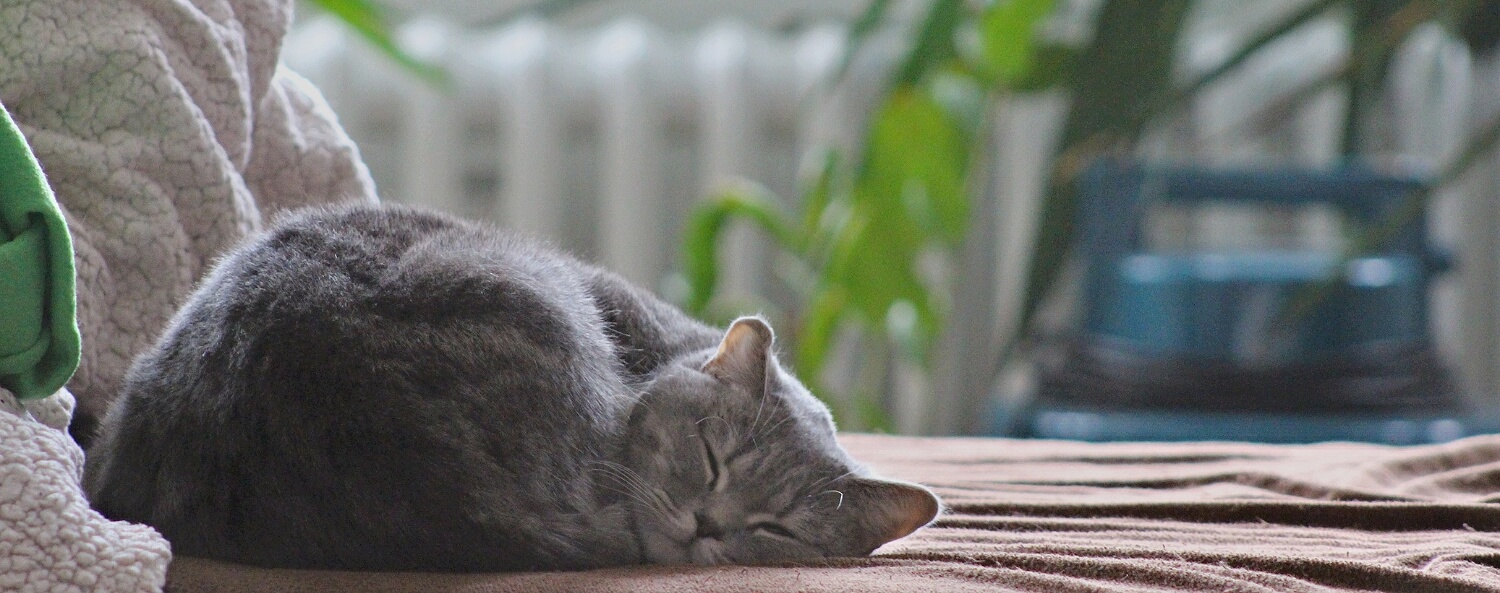 Winter inspiratie in de vorm van fijne slaapplekjes voor je kat
