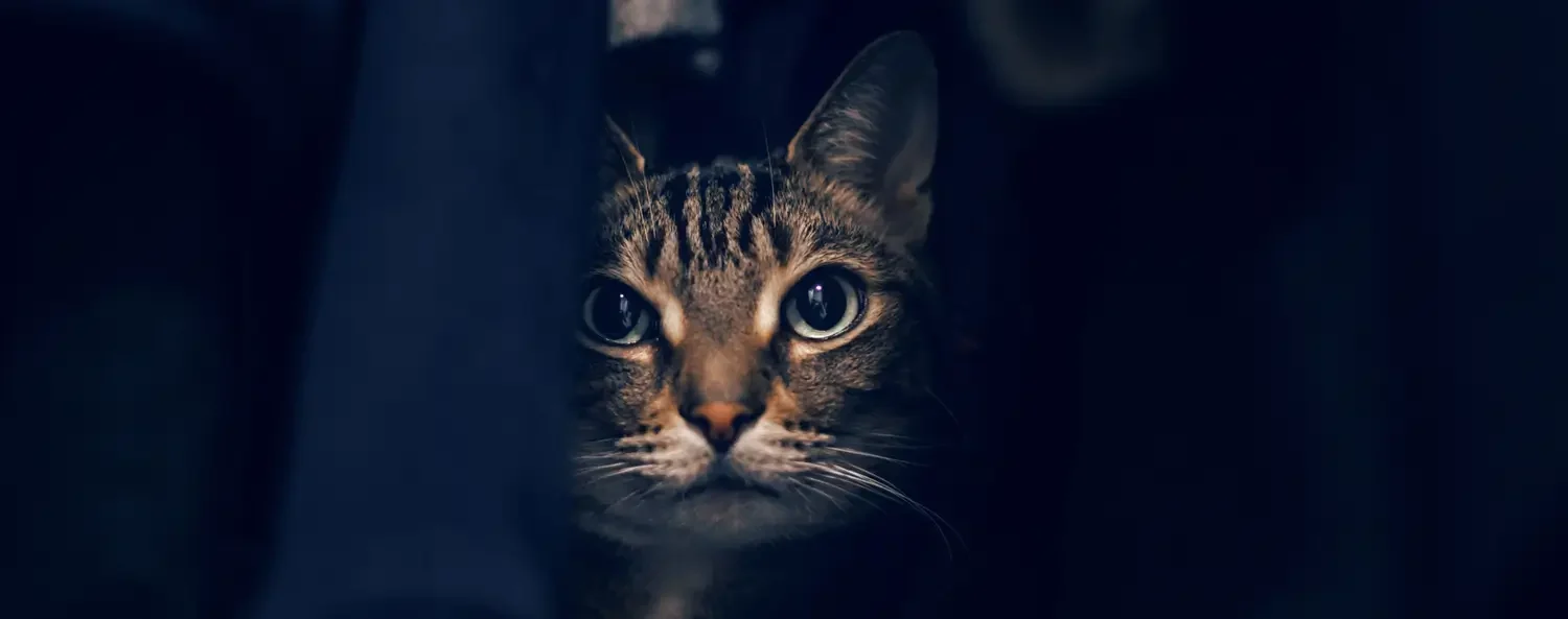 Je kat met oud en nieuw helpen