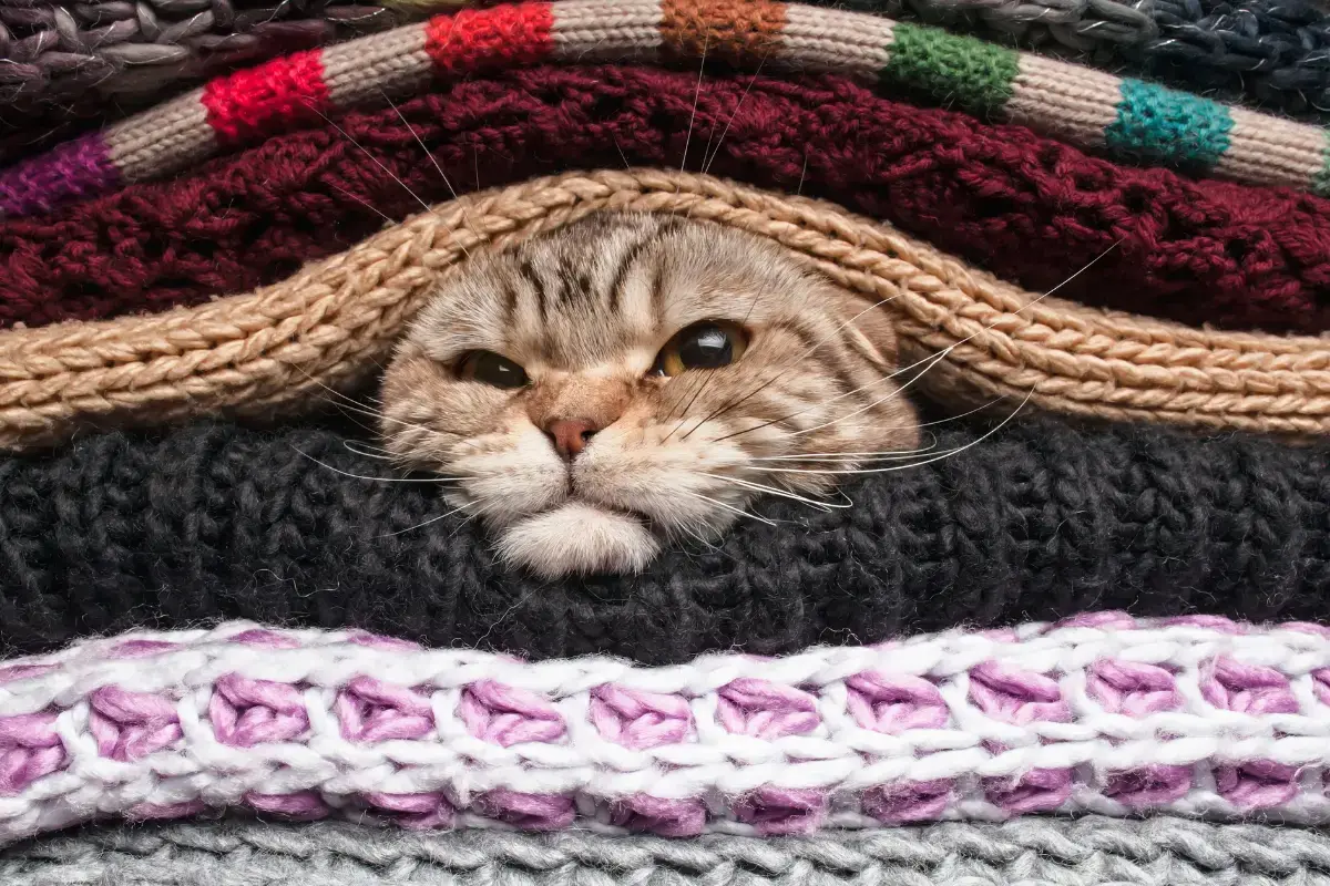 Je kat slaapt meer in de winter, warm onder de dekens