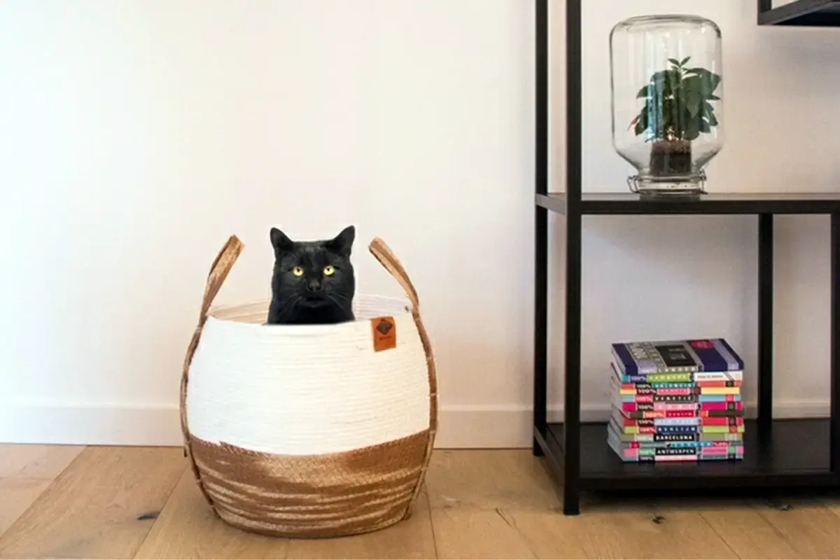 Slapen in de winter zonder tocht in een mandje met hoge wanden