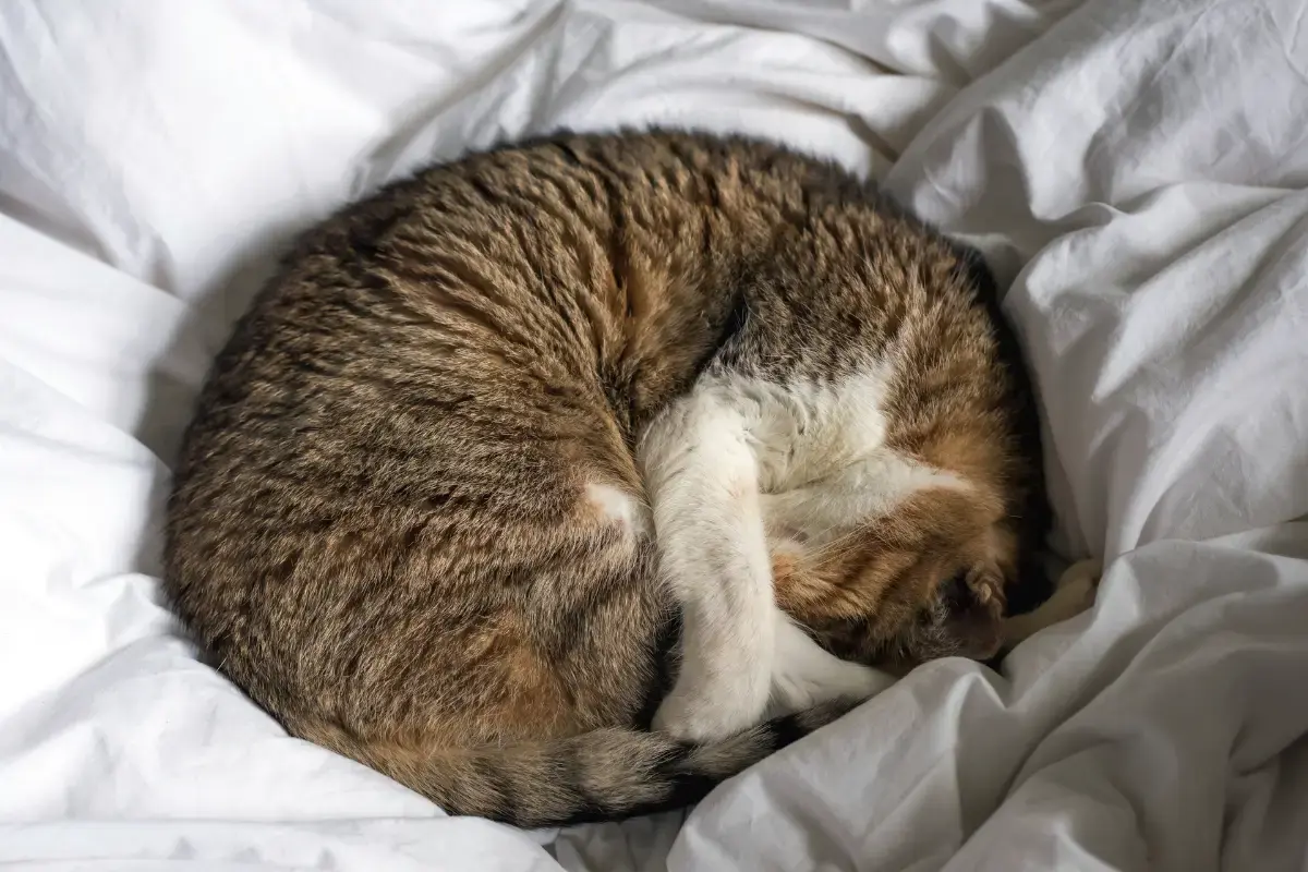 kat slaapt meer opgekruld in de winter vanwege de kou