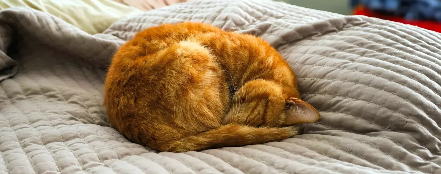 Waarom slaapt je kat meer in de winter