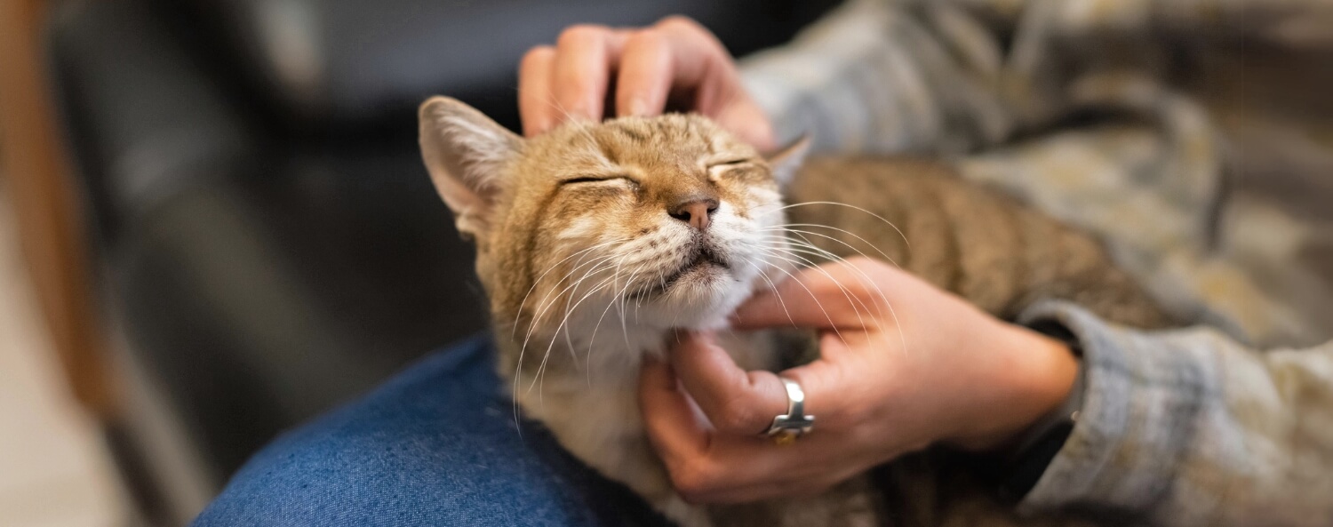 Kijken met je vingers als je je kat in handen hebt