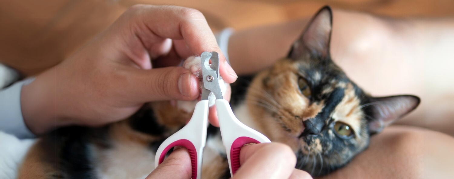 Nagels knippen bij je kat