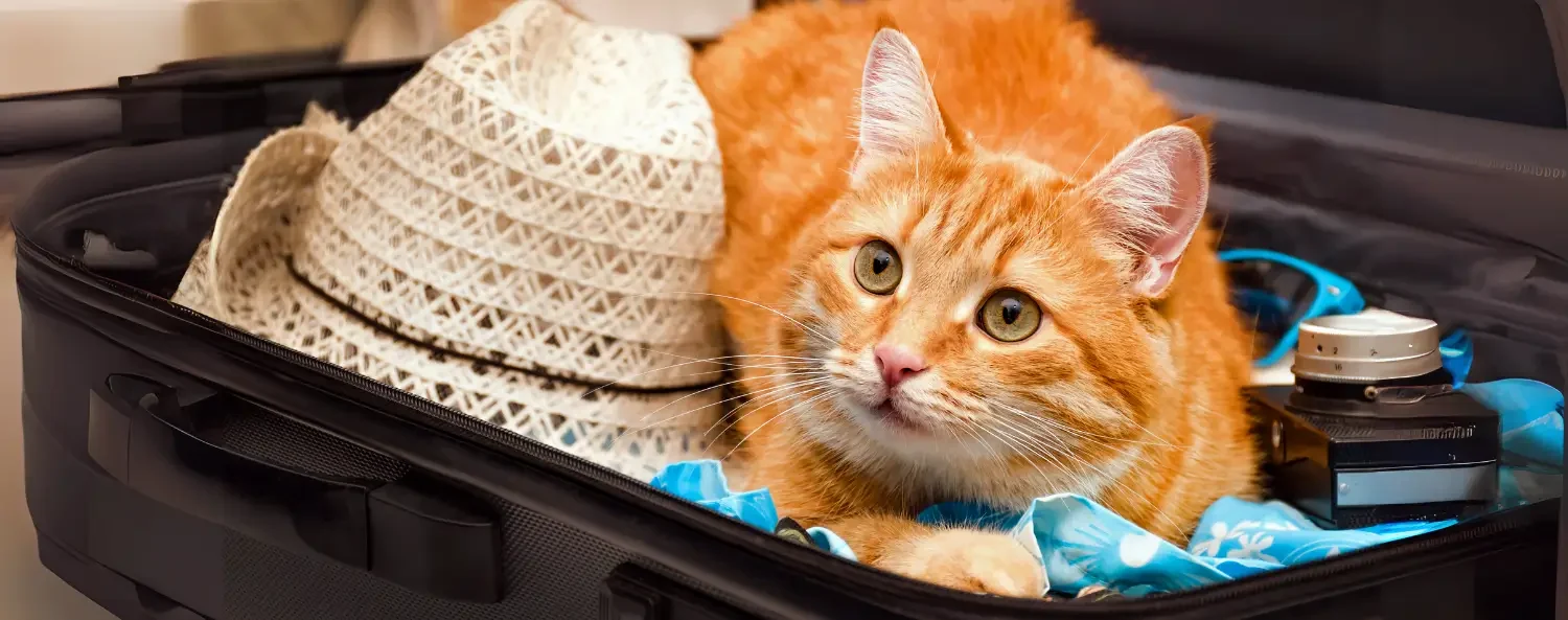 Een vakantie checklist voor katten