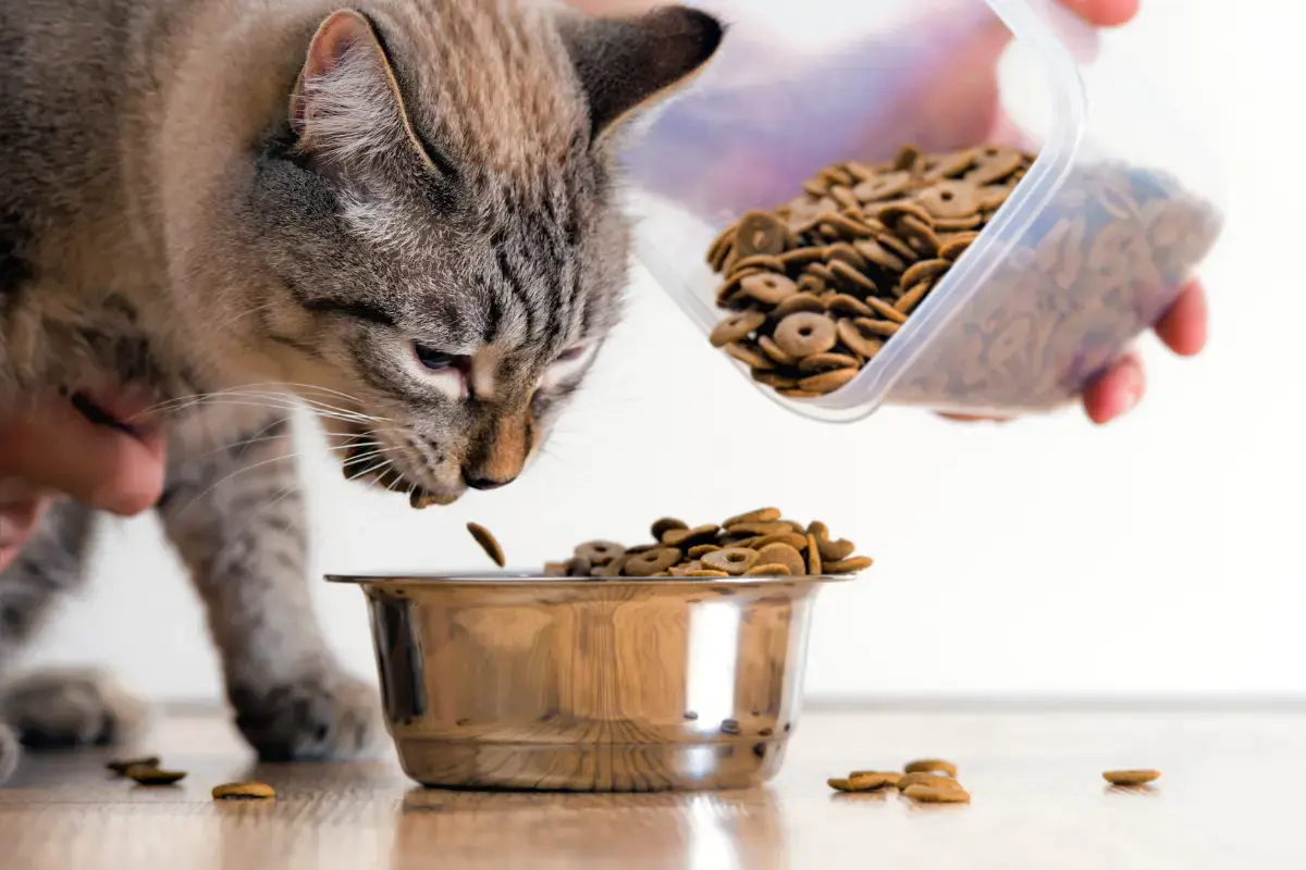 voedselverrijking voor katten door anders eten geven