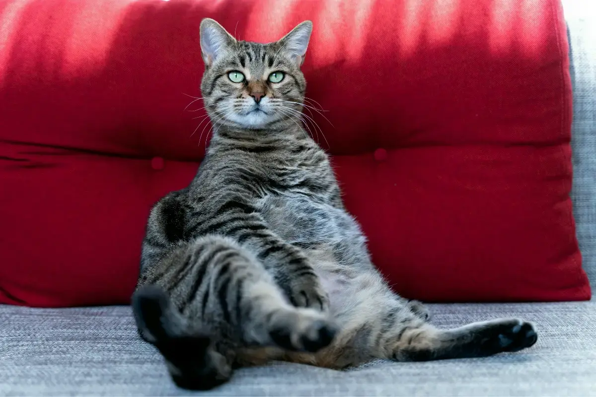 voedselverrijking voor katten tegen overgewicht