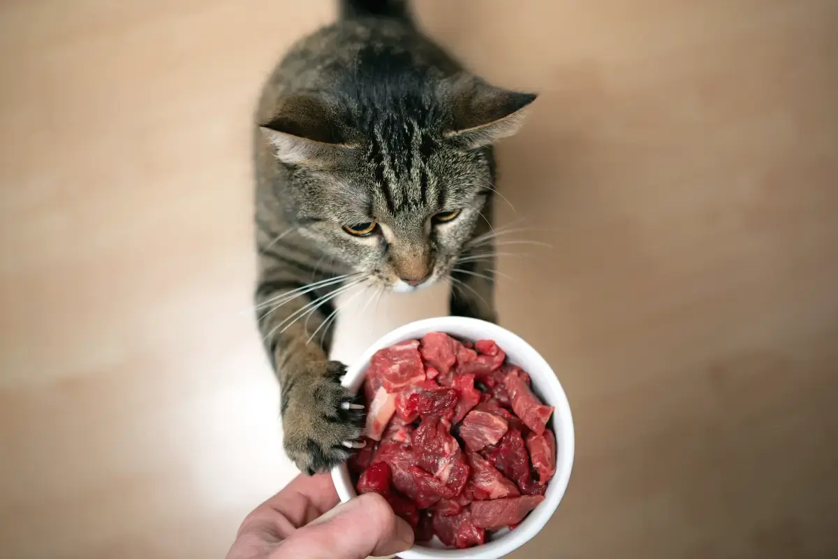 voedselverrijking voor katten omdat je kat hangry is