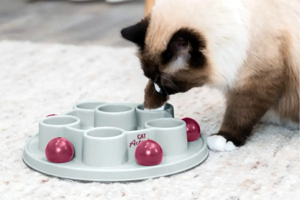 voedselverrijking voor katten door te peuteren