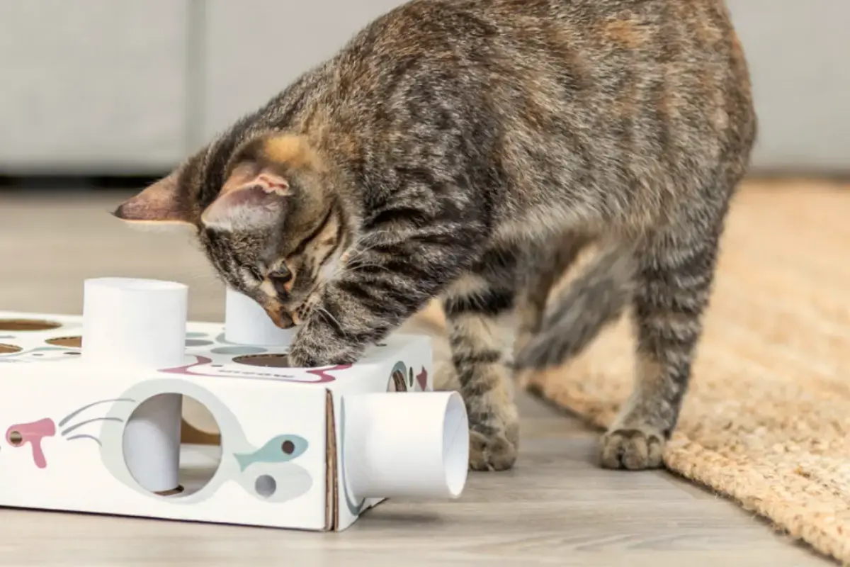 voedselverrijking voor katten onderbreking van de sleur