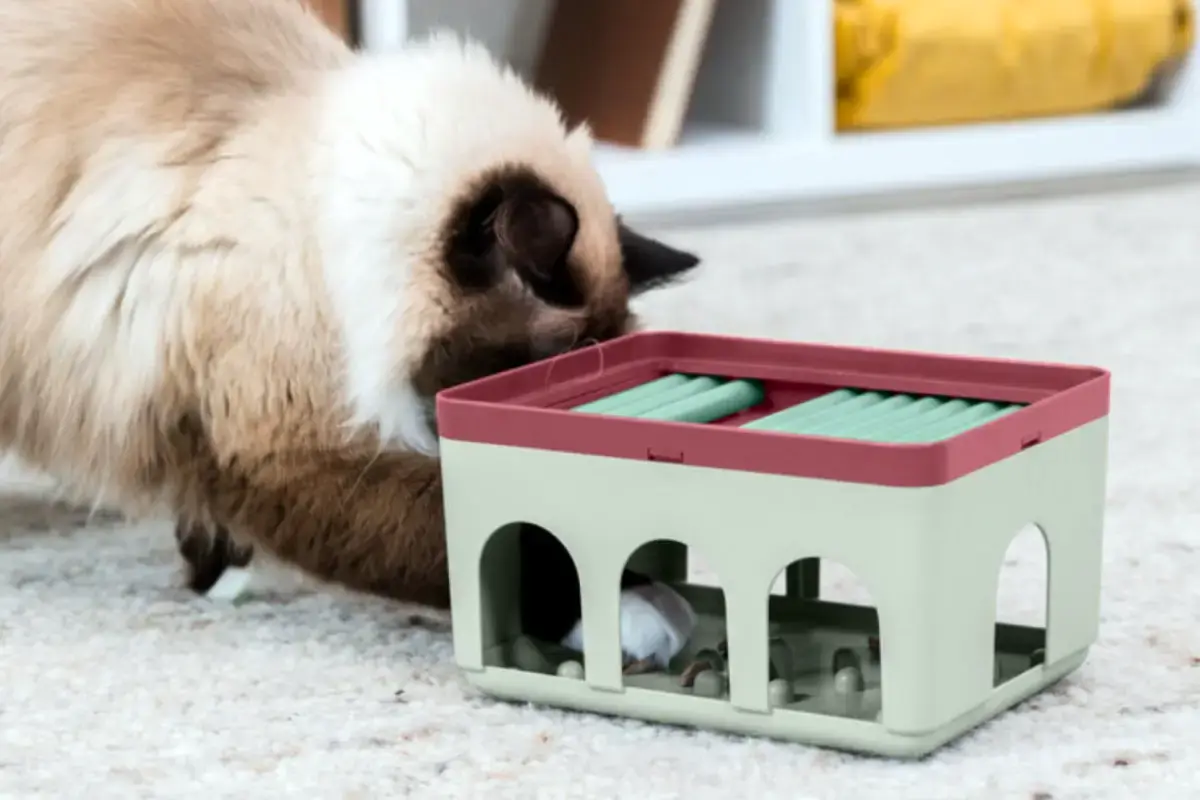 voedselverrijking voor katten door te ontdekken