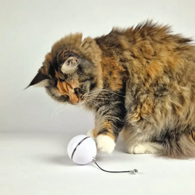 Ball Chaser op catsandthings.nl - Tara Ball Chaser op catsandthings.nl - Tara