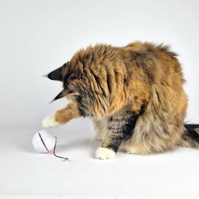 Ball Chaser op catsandthings.nl - Tara bal Ball Chaser op catsandthings.nl - Tara bal