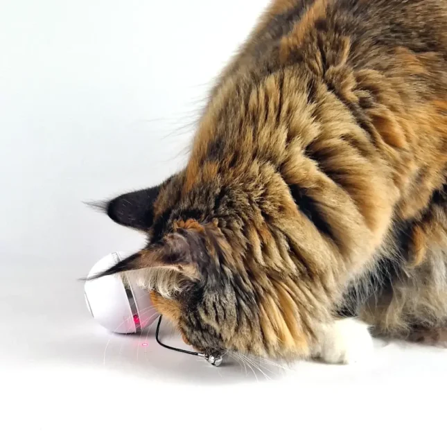 Ball Chaser op catsandthings.nl - Tara lichtje Ball Chaser op catsandthings.nl - Tara lichtje