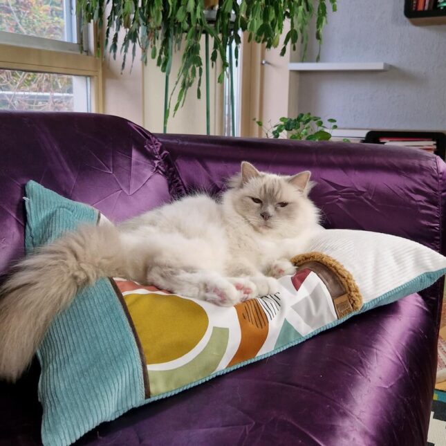 Balletjeskussen-Lazy-Cosy-Geo-met-Liam-2-woon Balletjeskussen-Lazy-Cosy-Geo-met-Liam-2-woon