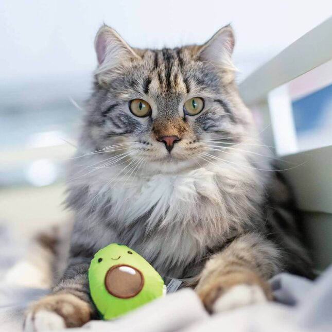 Bijtspeeltje-voor-je-kat-Lil-Avocato-in-actie-1-67840 Bijtspeeltje-voor-je-kat-Lil-Avocato-in-actie-1-67840