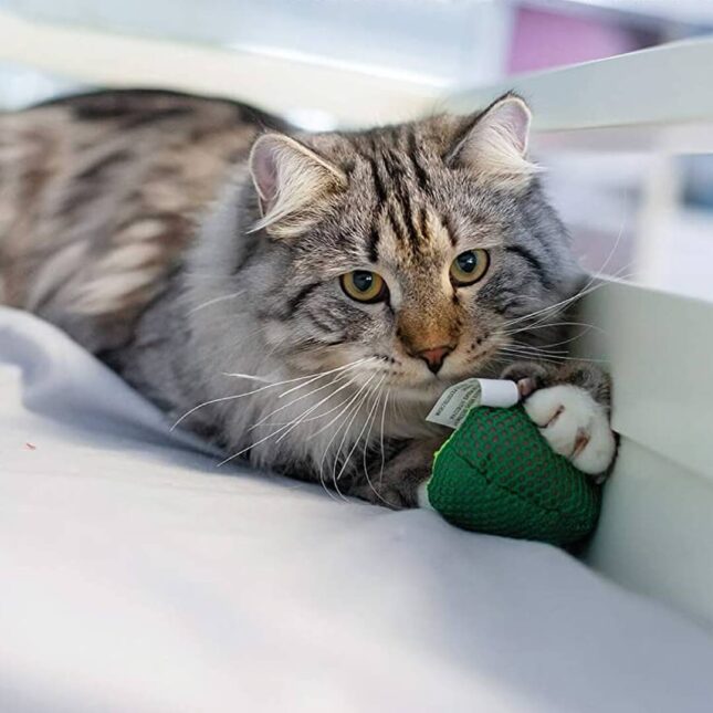 Bijtspeeltje-voor-je-kat-Lil-Avocato-in-actie-2-67840 Bijtspeeltje-voor-je-kat-Lil-Avocato-in-actie-2-67840