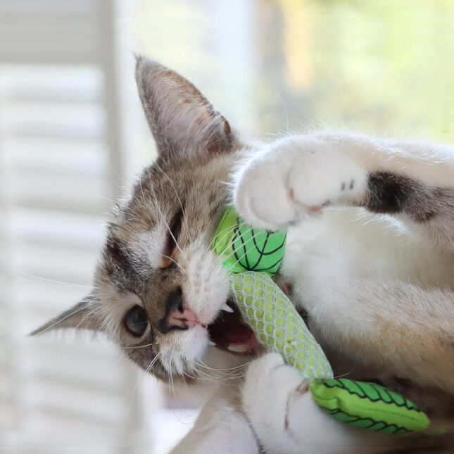 Bijtspeeltje-voor-je-kat-Mint-Stick-in-actie-335 Bijtspeeltje-voor-je-kat-Mint-Stick-in-actie-335
