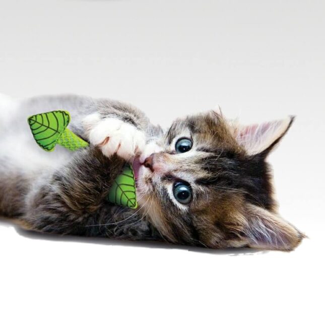 Bijtspeeltje-voor-je-kat-Mint-Stick-in-actie-bij-catsandthings.nl_ Bijtspeeltje-voor-je-kat-Mint-Stick-in-actie-bij-catsandthings.nl_