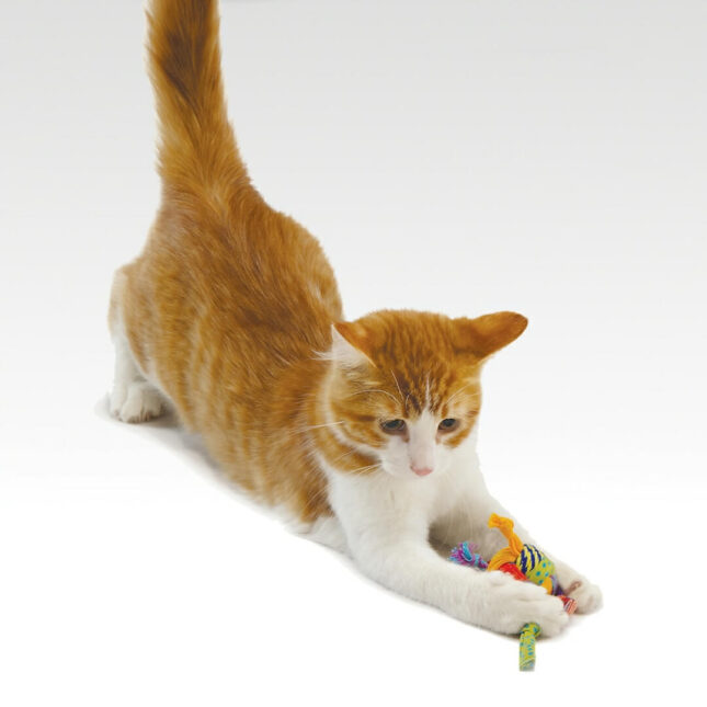 Bijtspeeltje-voor-je-kat-Tons-of-Tails-in-actie-310-bij-catsandthings.nl_ Bijtspeeltje-voor-je-kat-Tons-of-Tails-in-actie-310-bij-catsandthings.nl_