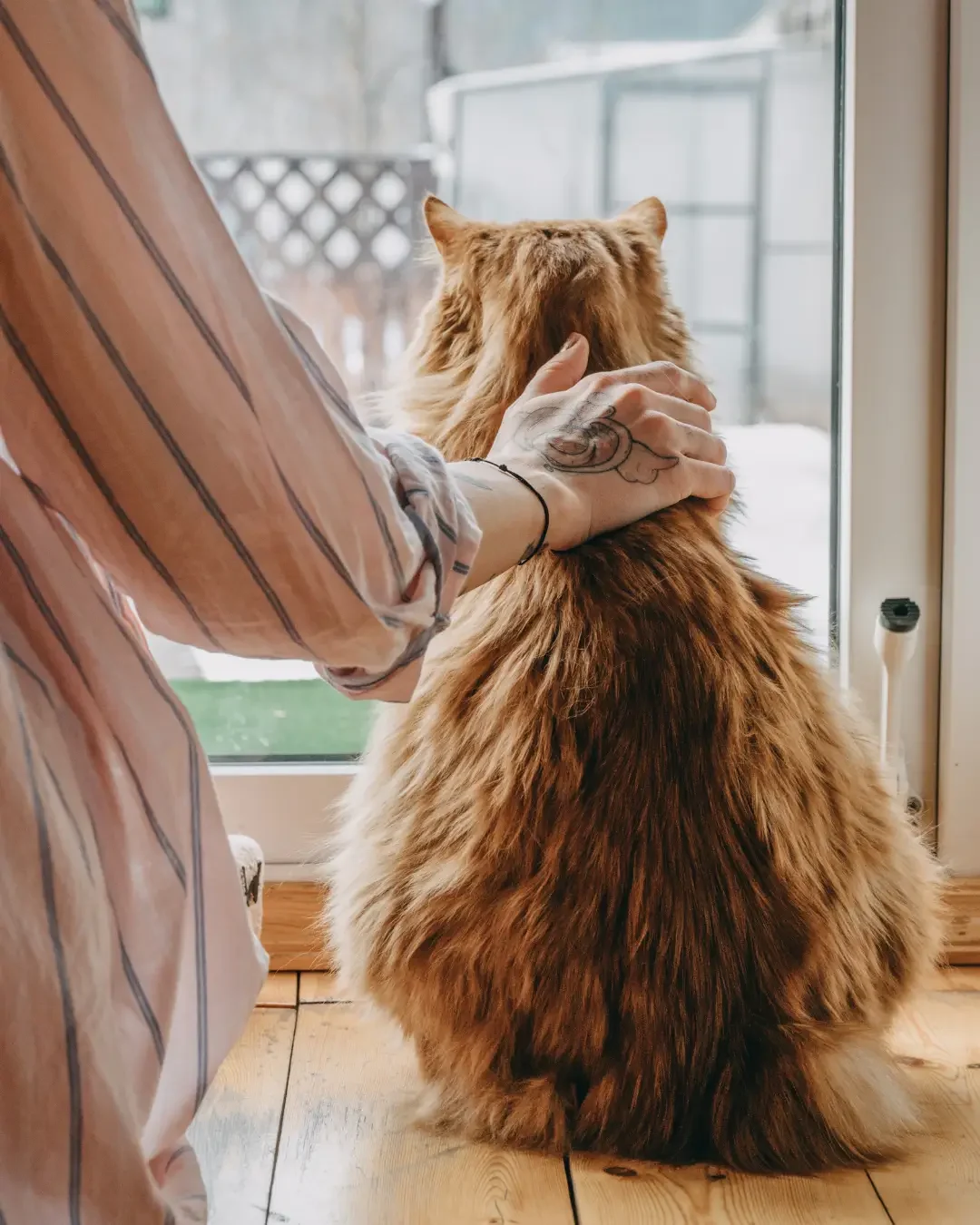 Blijf rustig voor je kat met oud en nieuw