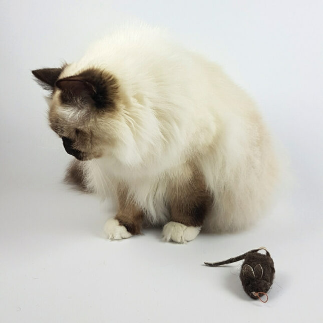 Buffalo-Mouse-25-Colin Buffalo-Mouse-25-Colin