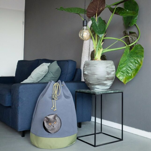 Casa-Moss-5 Casa-Moss-5