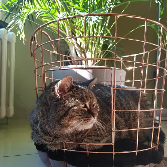 Copper-Wire-kattenmand-1-@catsandthings.nl_ Copper-Wire-kattenmand-1-@catsandthings.nl_