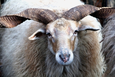 3. Dank TAT3muis Dank Je Muizen Van Natuurlijke Materialen
