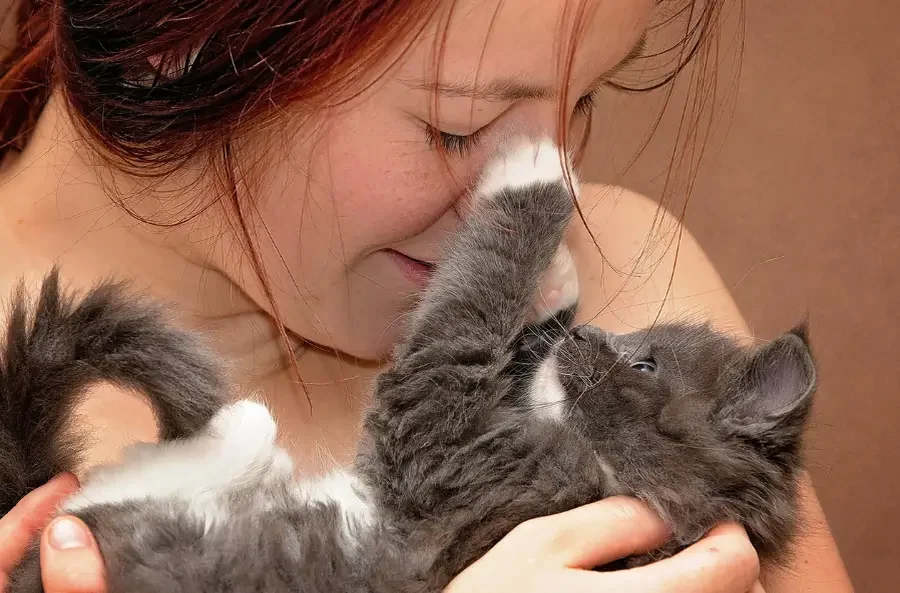 De beste start als je een kitten gaat kopen