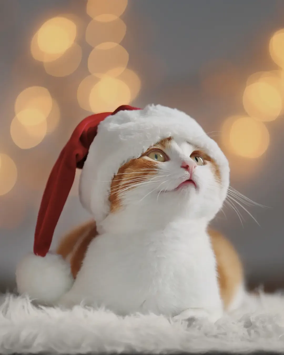 Je kat aankleden met de feestdagen