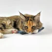Ferribiella Sardine Matatabi met Tara - Maine Coon