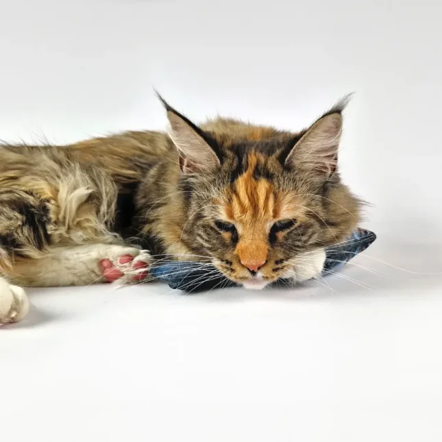 Ferribiella Sardine Matatabi met Tara - Maine Coon Ferribiella Sardine Matatabi met Tara - Maine Coon