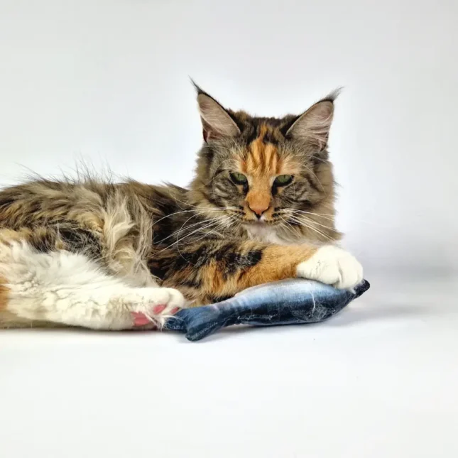 Ferribiella Seabass Matatabi met Tara - Maine Coon Ferribiella Seabass Matatabi met Tara - Maine Coon