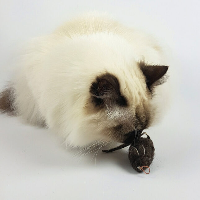 Field-Mouse-24-Colin Field-Mouse-24-Colin