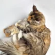 Gloria - Eero bont kattenspeeltje met Tara - Maine Coon