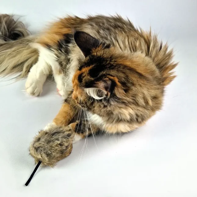 Gloria - Rogers bont kattenspeeltje met Tara - Maine Coon Gloria - Rogers bont kattenspeeltje met Tara - Maine Coon