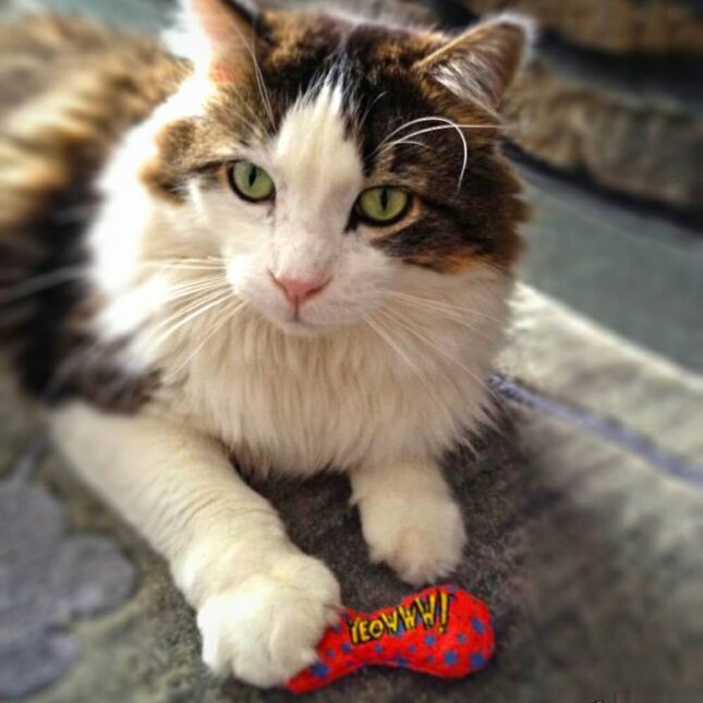 HOF-YEW02-Catnip-Stinkies-2 HOF-YEW02-Catnip-Stinkies-2