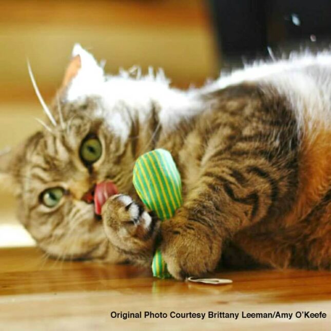 HOF-YEW02-Catnip-Stinkies-3 HOF-YEW02-Catnip-Stinkies-3