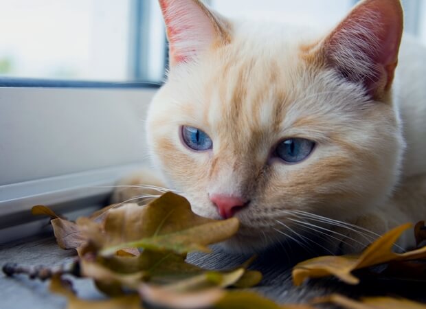 Heerlijke herfstgeuren voor je kat in huis halen