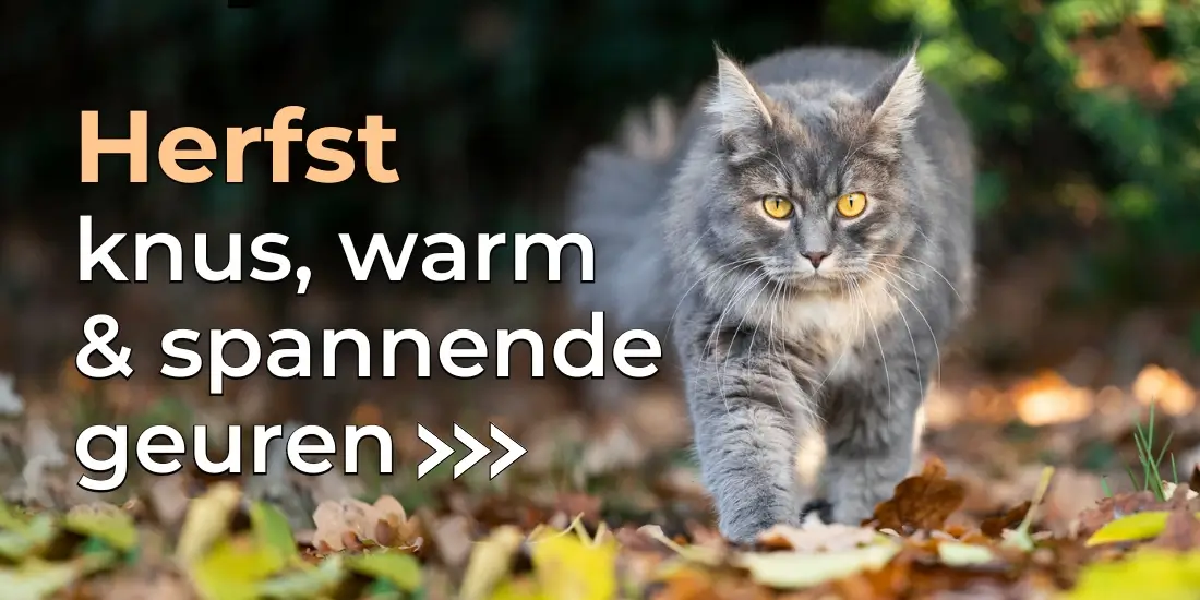 Herfst inspiratie voor jou en je kat