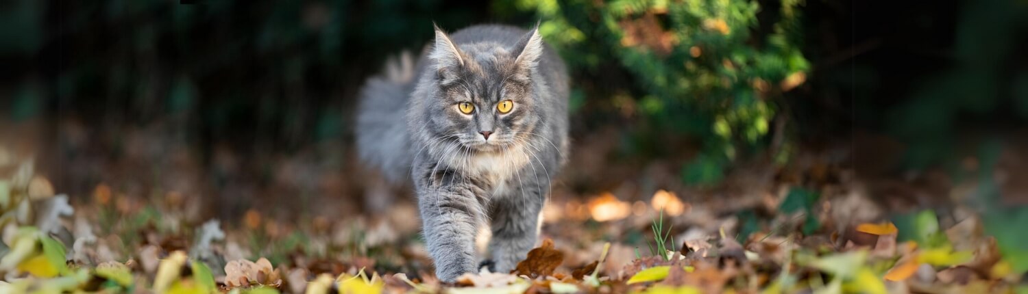 Herfst inspiratie voor je kat